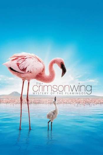 Read more about the article The Crimson Wing Mystery of the Flamingos (2008) Dual Audio [Hindi+English] BluRay Download | 480p [300MB] | 720p [1GB]